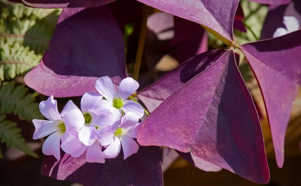 Szczawik Oxalis Iron Cross – co to za odmiana?