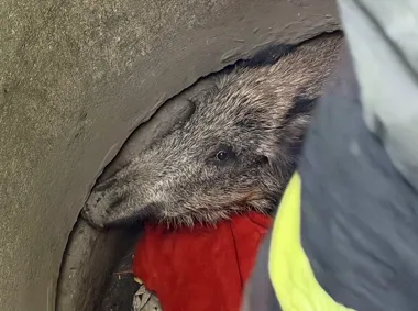 Dzik wpadł do trzymetrowej studni. Strażacy ruszyli na ratunek