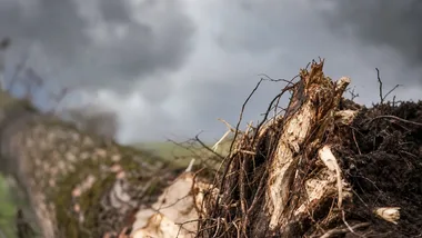 Silny wiatr na Podkarpaciu. Porywy mogą osiągać 80 km/h