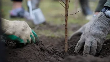 Sadzonki drzew miododajnych trafią do gminy Orły. Pomogą pszczołom