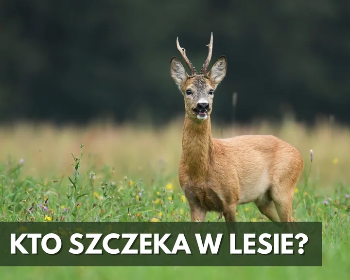 Kozioł - kto szczeka w lesie?